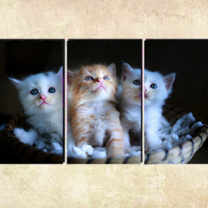 Cuadro 3 gatitos