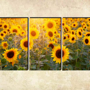 Cuadro Girasoles