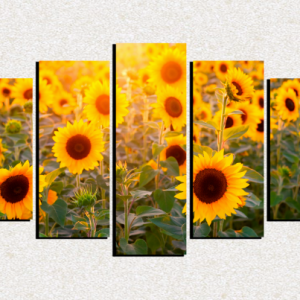 Cuadro 5 piezas Campo de girasoles