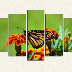 Cuadro 5 piezas Mariposa en flor